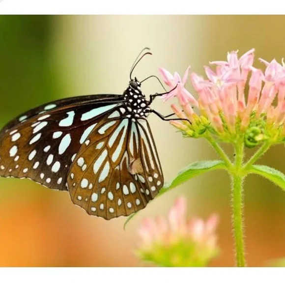 JJ’S HOUSE DUSTY ROSE Chiffon Bridesmaid Dress Slit Front Side - Picture 8 of 10